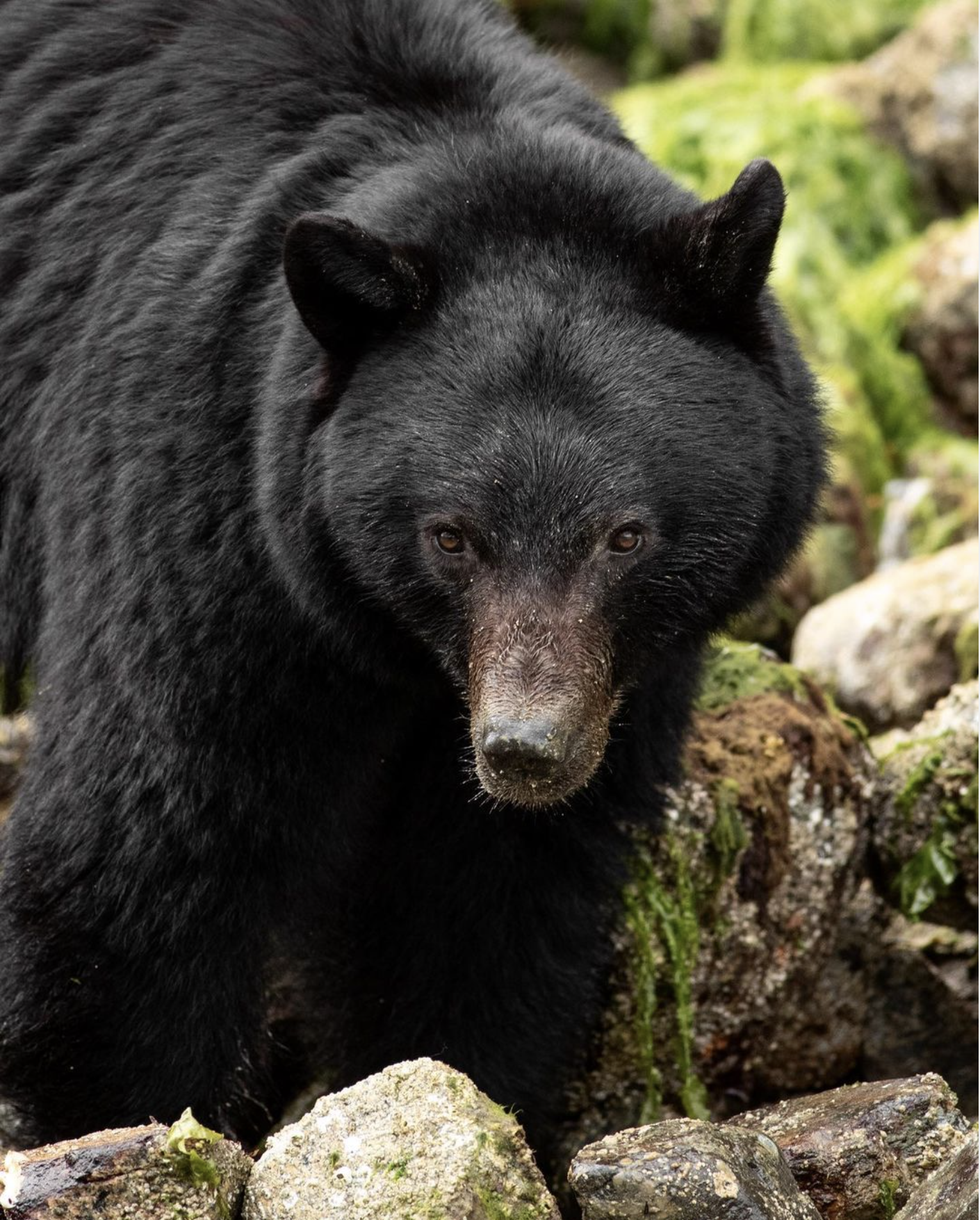 black bear