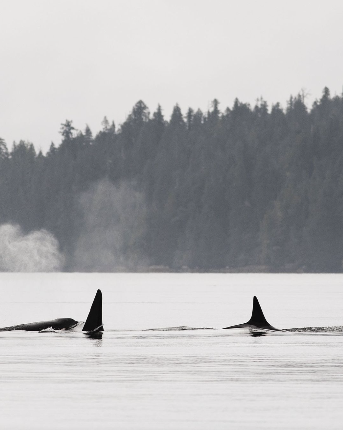 Pod of orcas