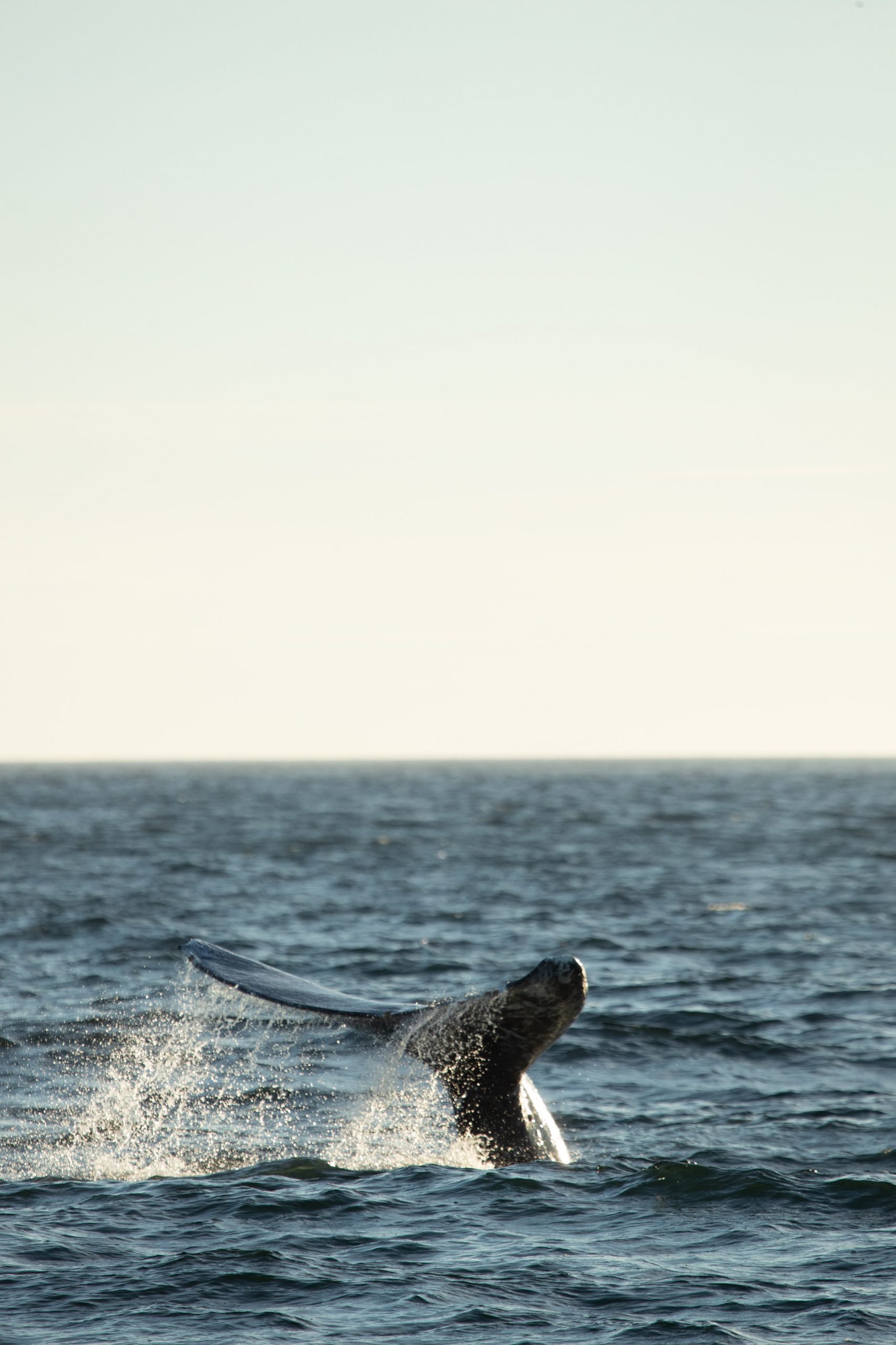 humpback whale tail