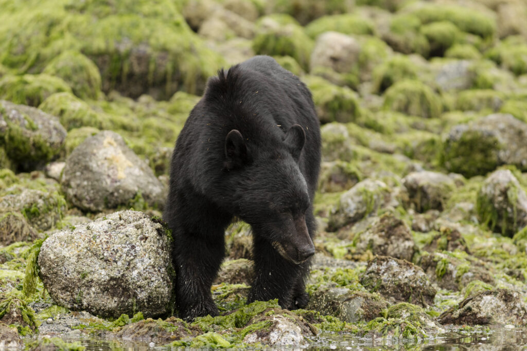 Clayoquotmarine-Bears-1