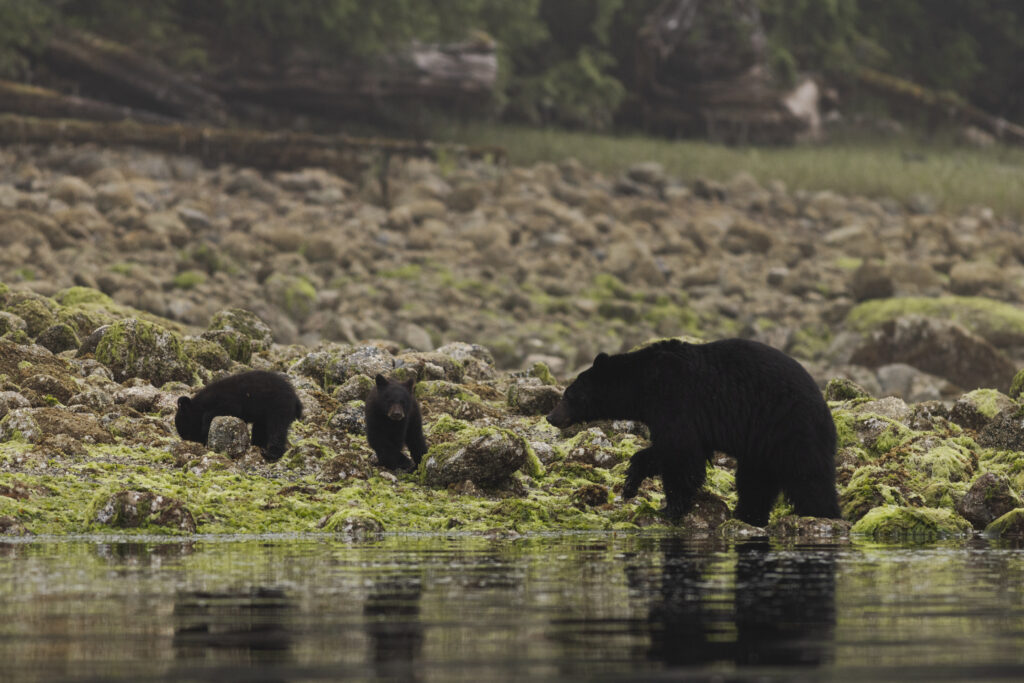 Clayoquotmarine-Bears-13