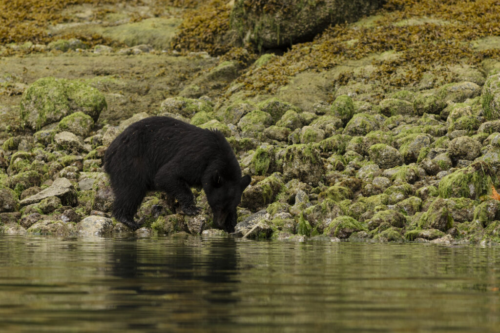 Clayoquotmarine-Bears-14