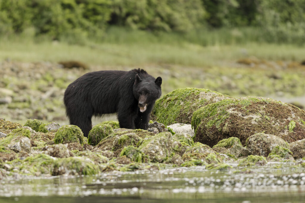 Clayoquotmarine-Bears-2