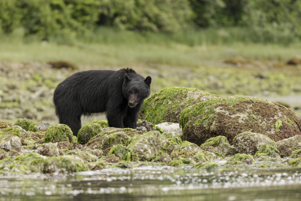 Clayoquotmarine-Bears-3