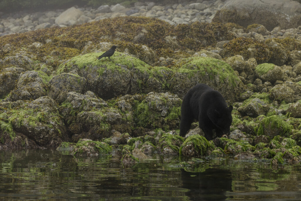 Clayoquotmarine-Bears-6